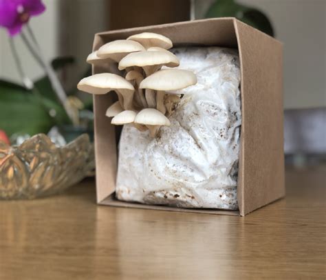 Ready to Grow Kit – Oyster Mushroom, Pearl Oyster (Pleurotus ostreatus ...