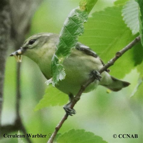 Cerulean Warbler (Setophaga cerulea) - CERW