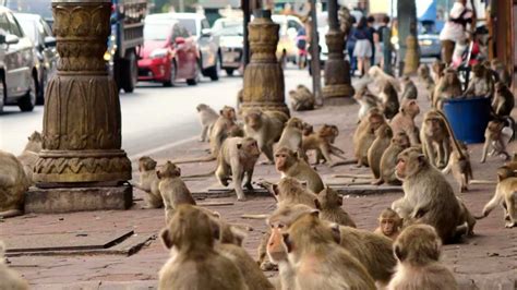 Lopburi Monkey Festival 2023 - The Monkey Buffet of Thailand | Holidify