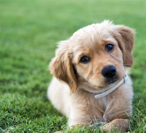 What Is the Development of a Golden Retriever Puppy? | Animals - mom.me