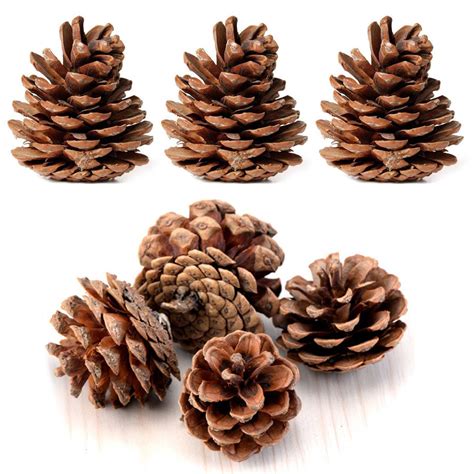 Pine Cones