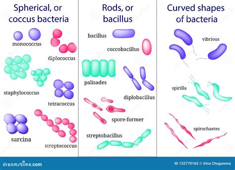 Arrangements Of Coccus Bacterial Microorganism In Petri Dish. Cartoon ...