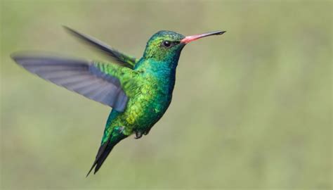 Birds of Ecuador | Galapagos Unbound