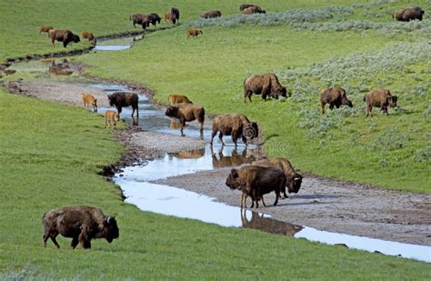 Charging Bison stock photo. Image of antler, steak, roam - 10718828