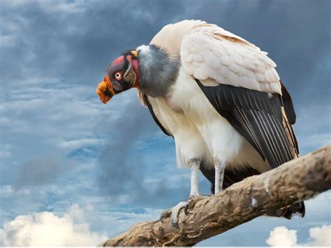 King vulture: habitat and characteristics