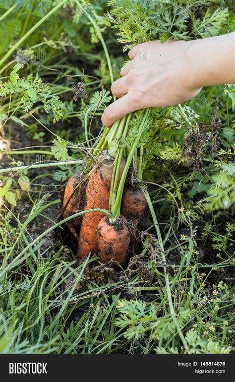 Pulling Carrots Ground Image & Photo (Free Trial) | Bigstock