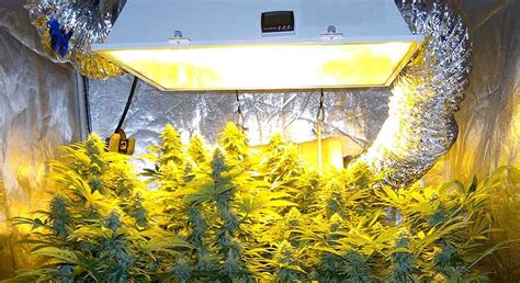 Best HID Grow Lights For Cannabis, Top 6 Picks - DRCANNABIS.IO