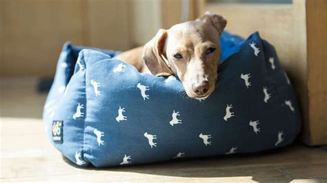 The 5 Best Waterproof Dog Beds | Durability Matters