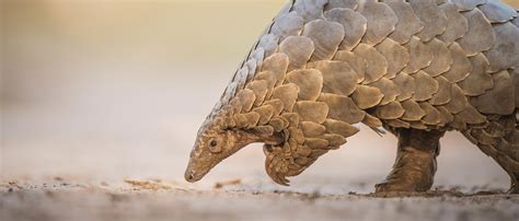 Pangolin | African Wildlife Foundation