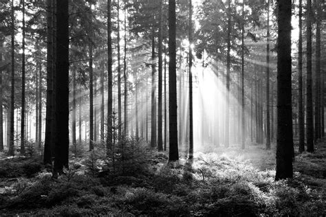 Black and White Forest Wallpaper - WallpaperSafari