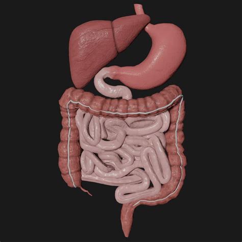 Digestive System 3d Model Project - tenormoms