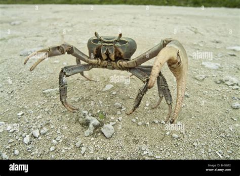 A mangrove crab Stock Photo - Alamy