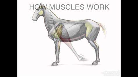 Muscles Animal Anatomy - YouTube