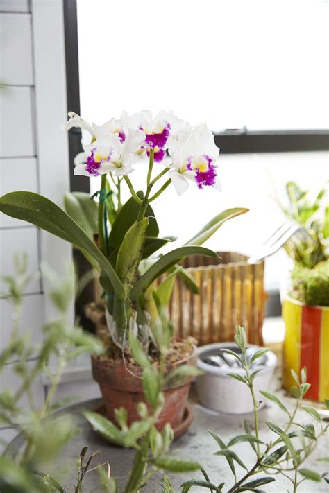 How Do I Repot My Orchid? Here's What to Know | Better Homes & Gardens