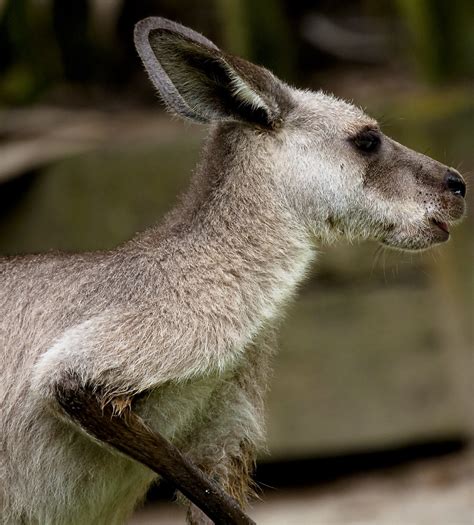 Kangaroo | A kangaroo is a marsupial from the family Macropo… | Flickr