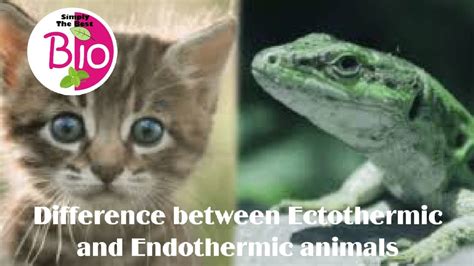 Difference between Ectothermic and Endothermic animals? by Simply The ...