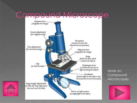 PPT - Types of Microscopes PowerPoint Presentation, free download - ID ...