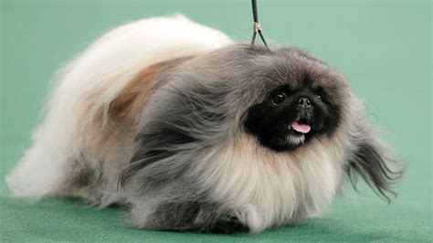 Hilariously Cute Pekingese Takes Best in Show at Westminster