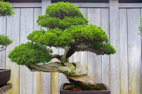 Pruning Bonsai 101: How to Shape Your Plants