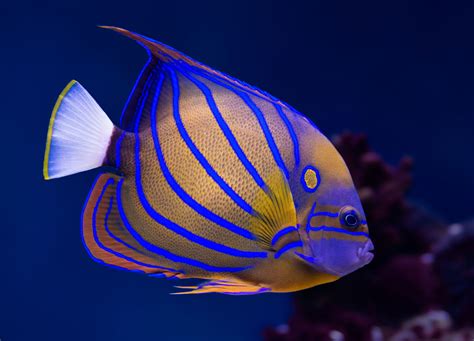 Agreeably Intriguing Facts About Angelfish - Pet Ponder