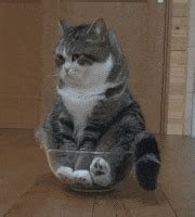 Cat Bop GIFs - Find & Share on GIPHY