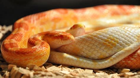 Breeding Corn Snakes (Learn What To Do And What To Avoid)