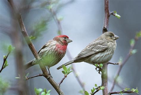 House Finches, Male And Female Photograph by Animal Images - Pixels