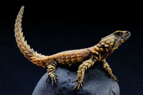 How to Care for a Jones Armadillo Lizard | Cuteness