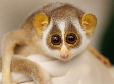 10 Cutest & Most Cuddly Exotic Pets