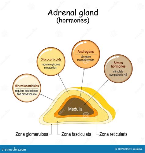 Hormones of the Adrenal Gland Stock Vector - Illustration of disease ...