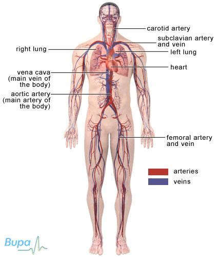 Cardiovascular system