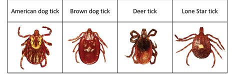 What diseases do ticks carry? | My Pet and I