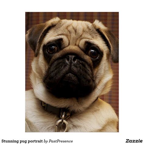 Stunning pug portrait poster | Pugs, Cute pugs, Pugs funny