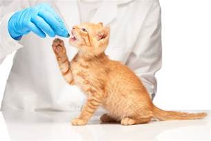 Alternative Ways to Give Your Cat Medicine > Kelley-Ross Pharmacy Group