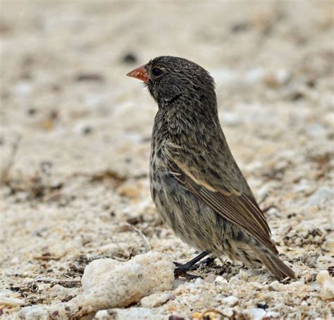 9553. Sharp-beaked Ground-Finch (Geospiza difficilis) | Galápagos ...