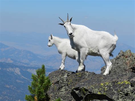 Mountain goats on Sepulcher Mountain | Nanny mountain goat w… | Flickr