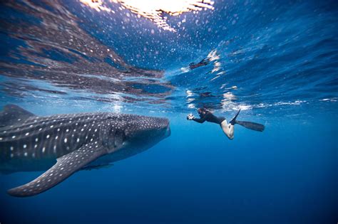 What it's Like to Swim with Sharks Around the World