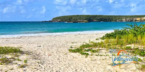 The Amazing Beaches of Vieques… One of the Islands of Puerto Rico | Vieques