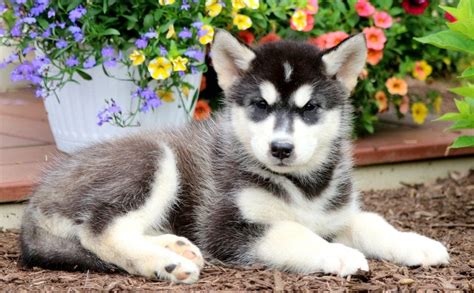 Alaskan Malamute Mix Puppies For Sale | Puppy Adoption | Keystone Puppies