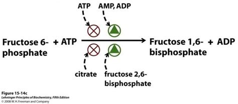 Phosphofructokinase 1 - Alchetron, The Free Social Encyclopedia