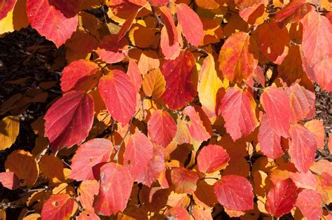 Fothergilla major. Autumn colour and fruit. (leaves broader than P.p ...