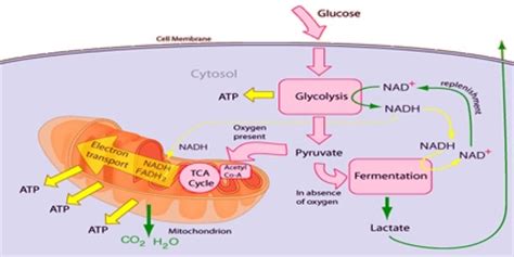 Describe about Glucose Metabolism - Assignment Point