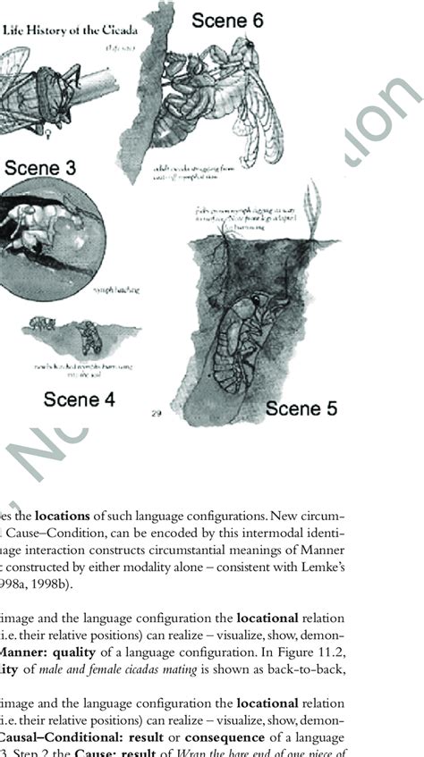 2 Life cycle of a cicada. | Download Scientific Diagram