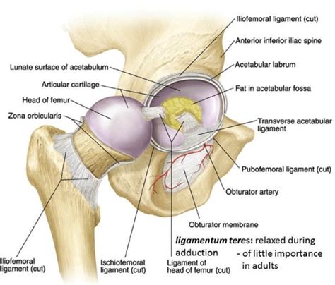 Hip Anatomy - Recon - Orthobullets