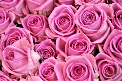 Pink roses HD wallpaper | Wallpaper Flare