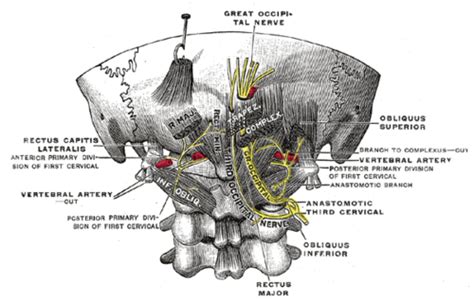 Third occipital nerve - Wikipedia