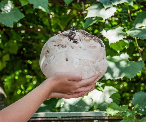 Giant Puffball is Edible and Medicinal Mushroom Stock Photo - Image of ...