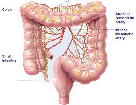 Lymph Node Areas of Concentration Diagram | Quizlet