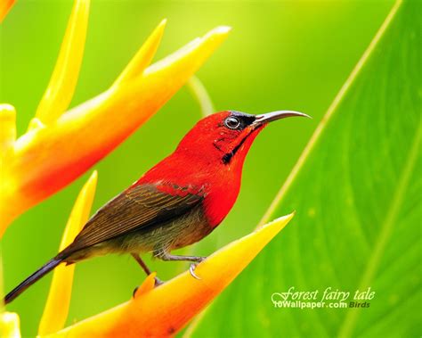 yellow-bellied sunbird male-picturesque bright bird wallpaper Preview ...