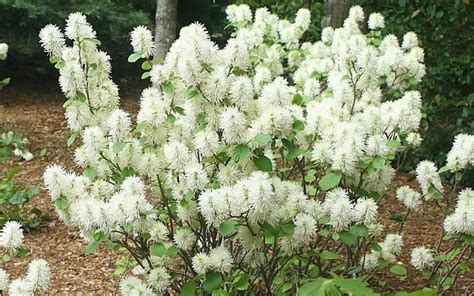 Mount Airy Dwarf Fothergilla - Witch Alder - 6" Pot - Trade Gallon ...